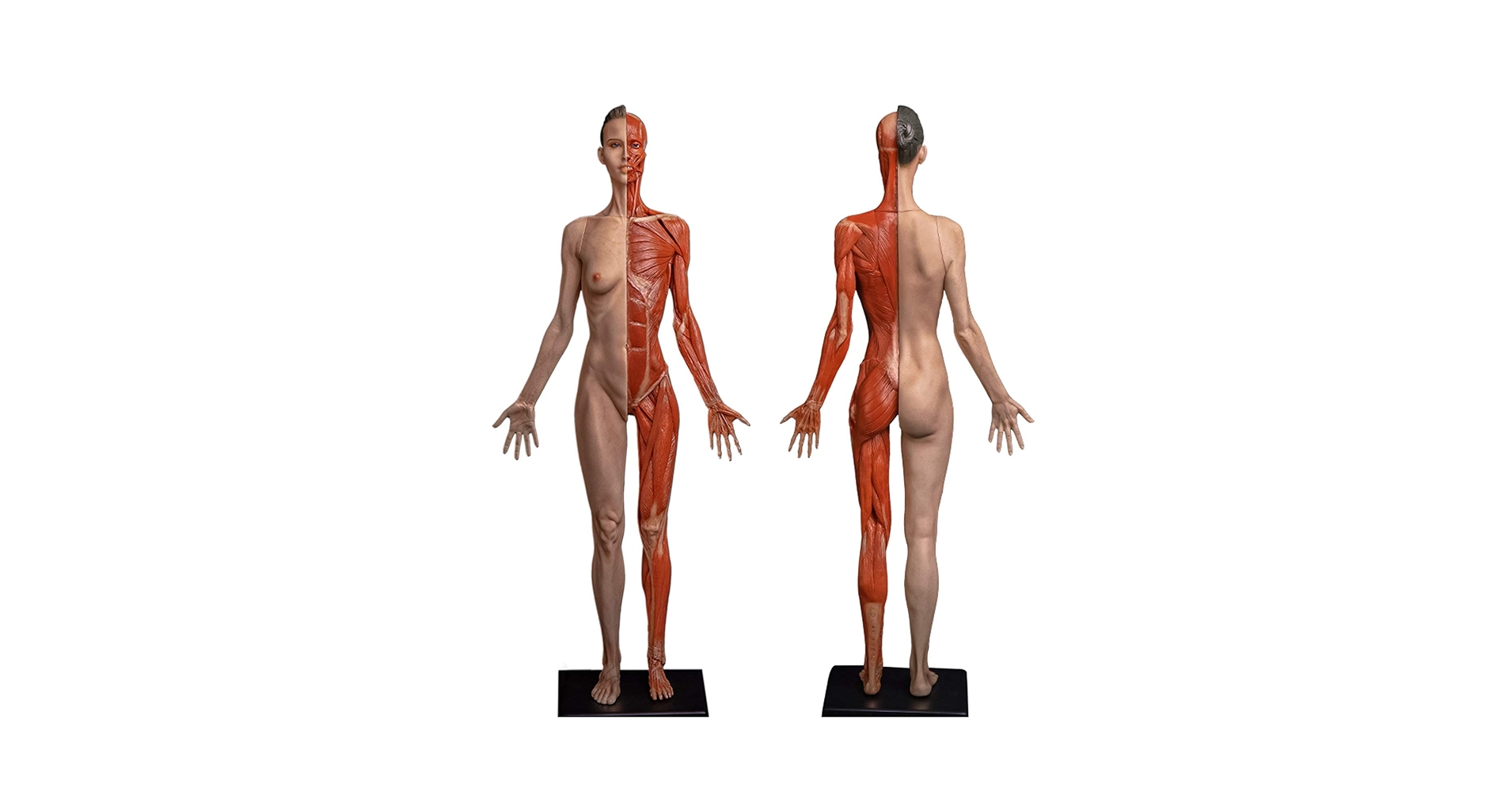 Amazon.co.jp: 人間の筋肉モデル解剖学的モデル絵画 - 23.6